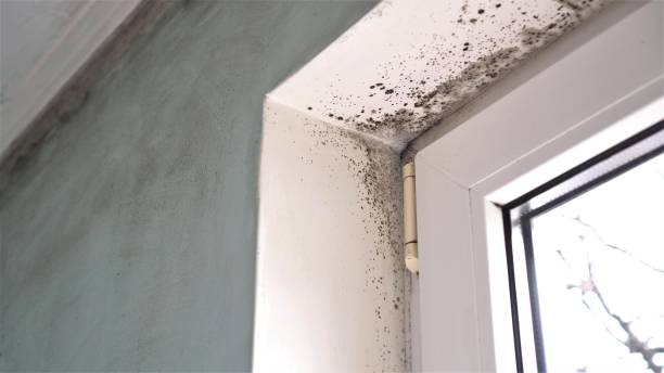 Mold Remediation for Vacation Homes in George West, TX
