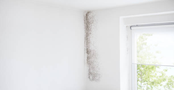 Best Mold Removal for HVAC Installations  in George West, TX