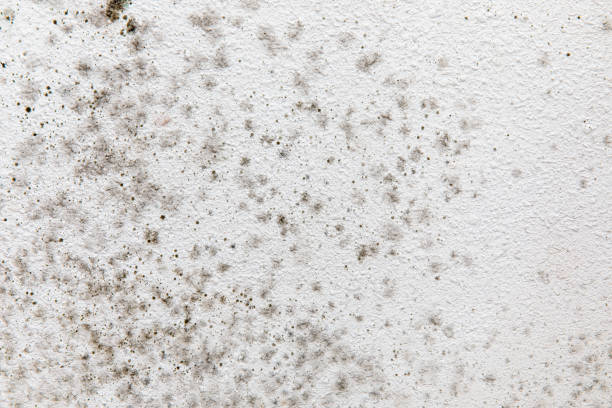 Best Comprehensive Air Testing for Mold Contaminants  in George West, TX