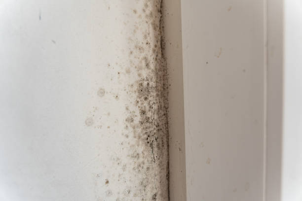 Best Airborne Mold Testing  in George West, TX